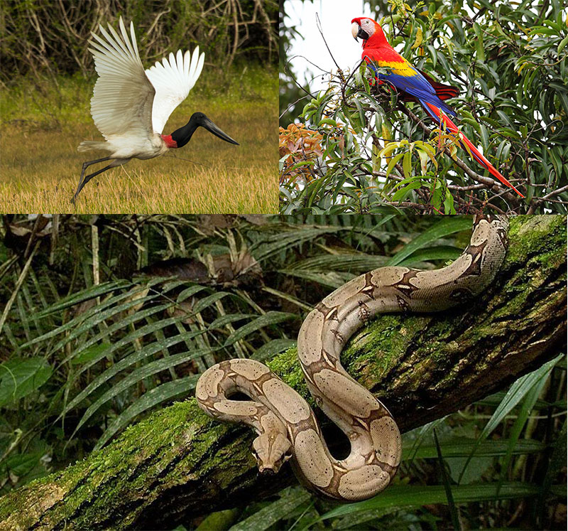 Jabiru Stork - Boa Constrictor - Scarlet Macaws