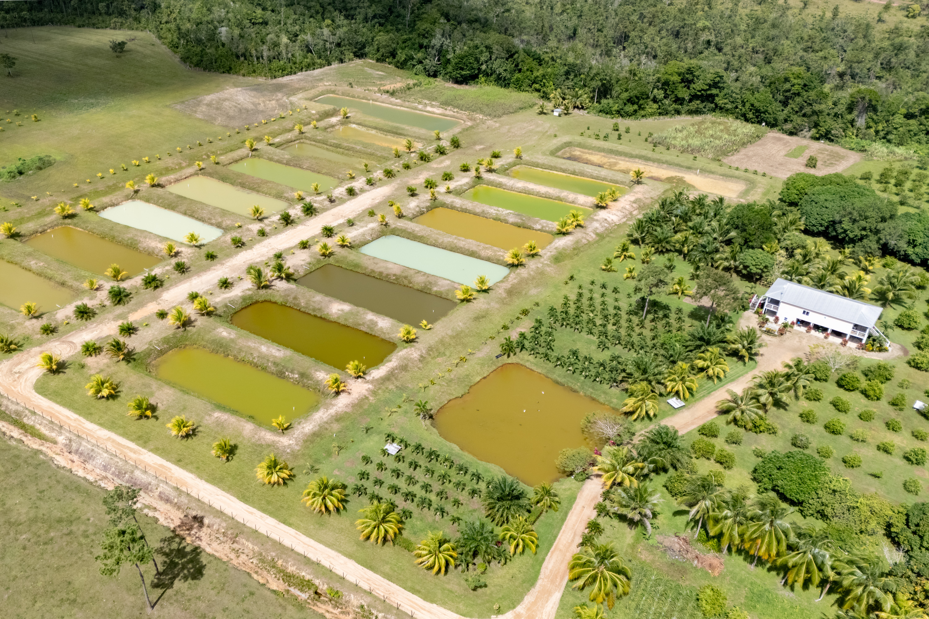 RE/MAX real estate, Belize, Georgetown, Deep South Farms – Turnkey Organic Farm with Residential Development Opportunity